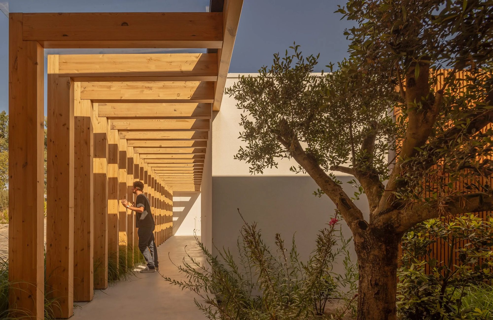 Casa CR: pérgola de madeira entre oliveiras